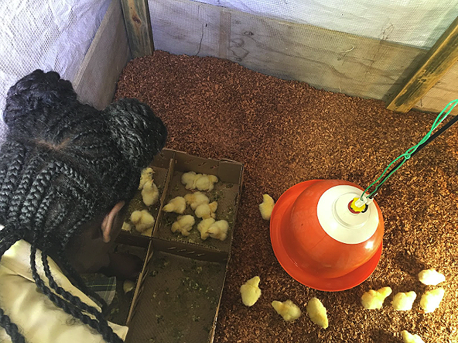 bvi school chicks