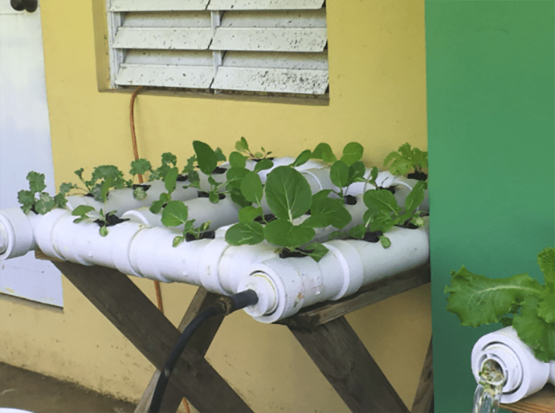 bvi school chinese cabbage