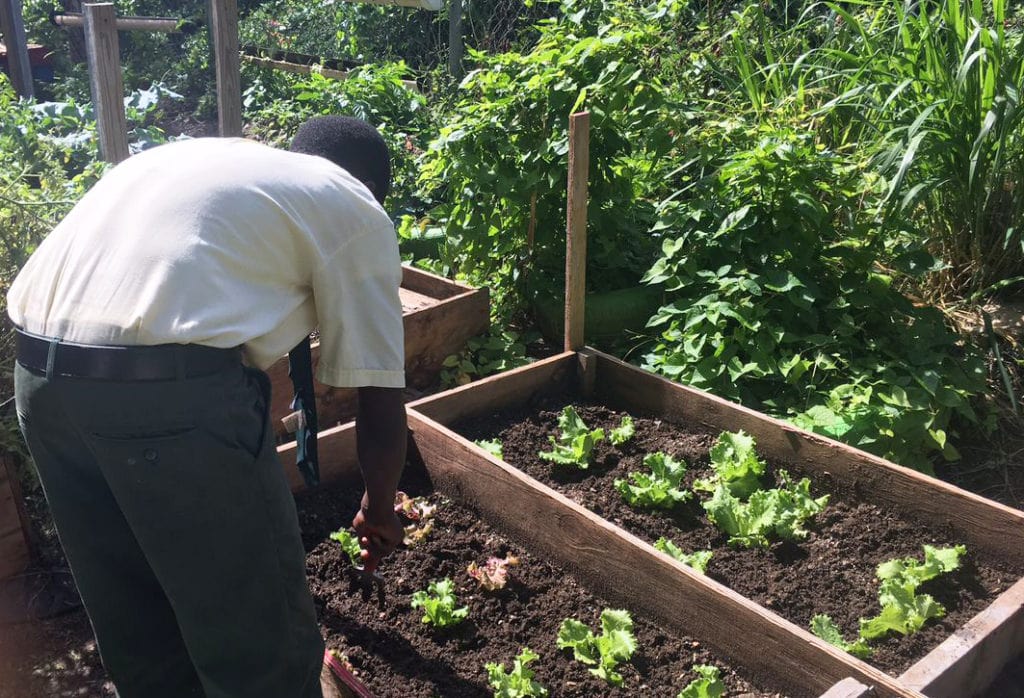 bvi school lettuce ckup 1024x698 1